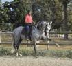 Entier PRE 7ans dressage 