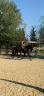 Vente jument oldenburg dressage - pouliniere