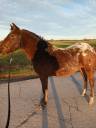 Poney 3 ans hongre onc 1m30