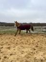 Heaven Clermont - cheval de loisir sport