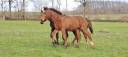 Magnifique foal par Atome des Etisses 