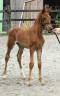 Superbe foals par Atome des Etisses 