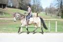 Cheval 5 ans dressage, cso , cce