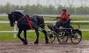 Cheval de trait Percheron 