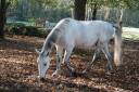 Cheval Lipizzan