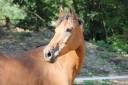 PONETTE - 1M48 - 19 ANS