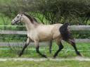 jeune cheval de dressage isabelle top allures