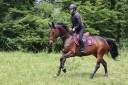 Superbe jument de 5 ans SF (ideal complet ou CSO)