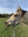 Poney COPB 2ans