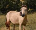 Poney COPB 2ans