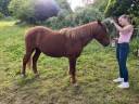 Poney C( 130 cm )  ONC h