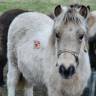 3 FOALS de tailles A et B