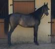 Magnifique Poulain Pur Sang Arabe 2 ans