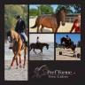 Perf’Forme Horse Academy - Écurie de Compétition CSO/DR