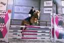 A vendre poney de CSo