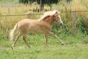 Pouliche Haflinger 