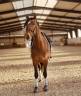 Jeune cheval de dressage 