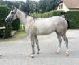 Adorable 2 ANS GRIS POLYVALENT