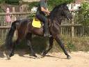 Magnifique hongre PRE (PP) noir. 1m54. 4ans. 6000E