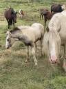 Gypsy cob avec poulain 