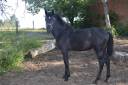  Poulain Pure Race Espagnole  PRE 10 mois