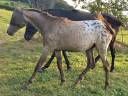 Rare poulain isabelle capé tacheté origines sport