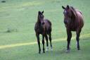 Pouliche athlétique avec origine de 3 chevaux olympique