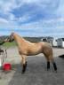 Poney 6 ans D Palomino