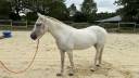 vends jument camarguaise ONC 