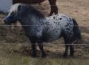 MIni appaloosa entier