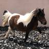 Petit poney typre mini shetland