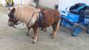 Vends HARNAIS ZILCO  ET ROUES MARATHON PONEYS 