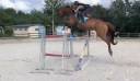 Plusieurs poney/chevaux