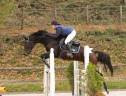 Cheval jument de sport selle français 