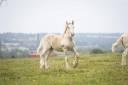 Poulain irish cob PP palomino très doux et facile !