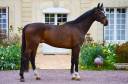 Magnifique hongre de 4 ans KWPN