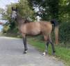 LADY DES LOGES, pouliche de 3 ans, 92.94% de sang arabe