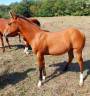 Pouliche Quarter Horse 