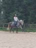 Jument dressage 7 ans 