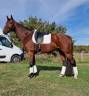 Cheval de sport allemand 