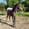 Foal origines dressage 