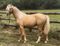 Poulain palomino dressage 