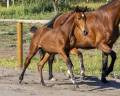 Pouliche de dressage par glamourdale 