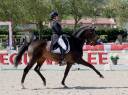 Superbe cheval gagnant en St Georges/ Inter I dressé GP