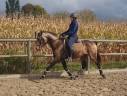 Entier lusitanien luso warmblood 3 ans isabelle 