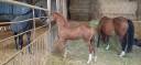 VEND POULICHE ANGLO ARABE FOAL