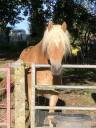 Haflinger PP hongre 7ans