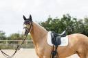 Magnifique Jument Palomino Dressage