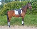 Hongre Bai KWPN label dressage 9 ans 