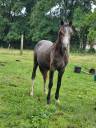 Poney 2022 welsh par bred 